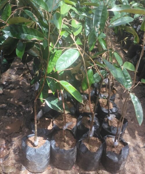 Durian Super Tembaga