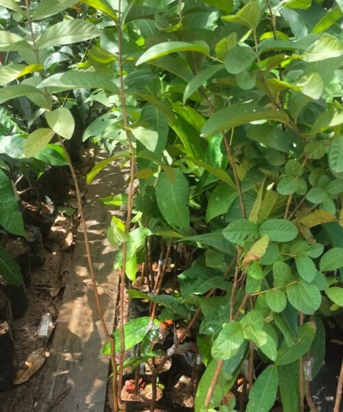 Jambu Kristal Tinggi