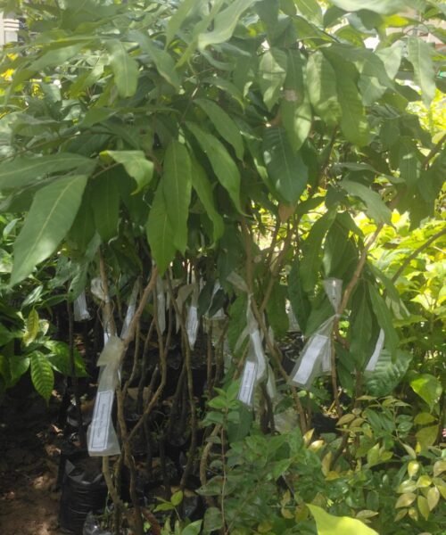 Kalengkeng New Kristal